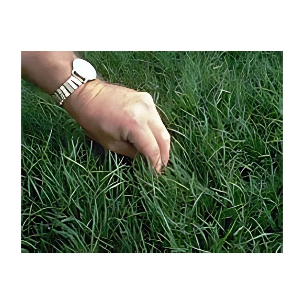 Seed - TurfType Sunspot Bermuda-S-TURF-TYPE-461